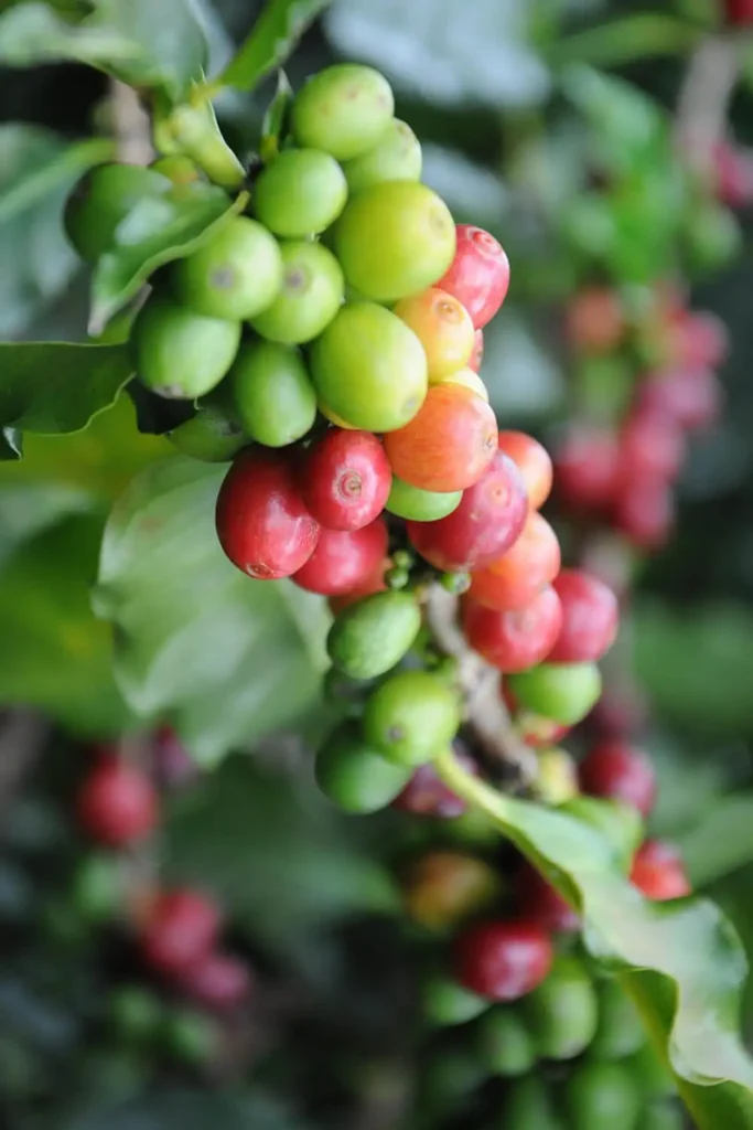 Close-up of ripe coffee beans growing on a tree, highlighting their vibrant red cherries and lush green leaves.