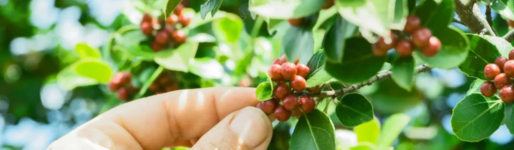🌟Beginner Coffee Beans ☕ Easy Picks for Your First Brews 55 Person holding ripe coffee cherries on a coffee tree — perfect for beginner coffee beans guide